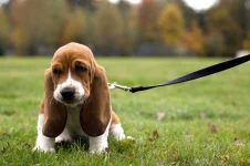 01-dog-breeds-basset-hound.webp