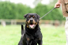 02-dog-breeds-rottweiler.webp