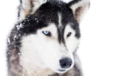 03-dog-breeds-husky.webp