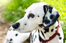 04-dog-breeds-dalmation.webp