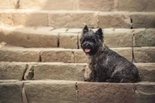 05-dog-breeds-cairn-terrier.webp