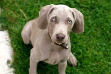 06-dog-breeds-weimaraner.webp