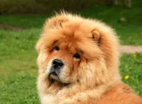 07-dog-breeds-chow-chow.webp