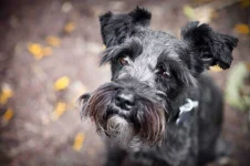 08-dog-breeds-schnauzer.webp