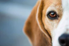 09-dog-breeds-beagle.webp