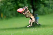 10-dog-breeds-whippet.webp