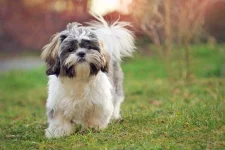 11-dog-breeds-shih-tzu.webp