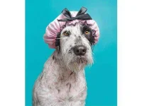 wet-dog7.webp wet-dog7.webp