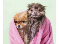wet-dog2.webp wet-dog2.webp