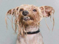 wet-dog4.webp wet-dog4.webp