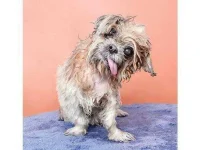 wet-dog3.webp wet-dog3.webp