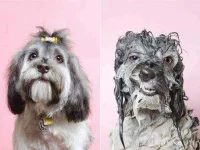 wet-dog1.webp wet-dog1.webp