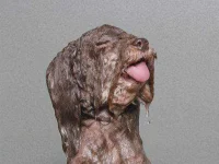 wet-dog6.webp wet-dog6.webp