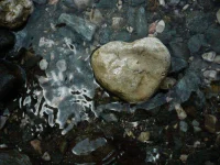 heart_shaped_stone_by_antigravity22.webp heart_shaped_stone_by_antigravity22.webp