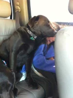3855-650-1450180139-05-dogs-being-assholes.webp