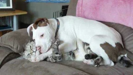 3955-650-1450180139-02-dogs-being-assholes.webp