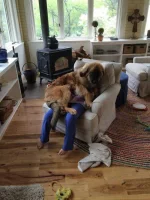 3155-650-1450180139-19-dogs-being-assholes.webp