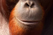 03-weird-facts-laughter-monkey-laugh.webp
