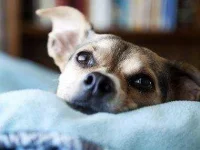 09-13-things-dog-puppy-eyes-sl.webp