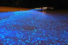 Sea-of-stars_Maldives.webp Sea-of-stars_Maldives.webp