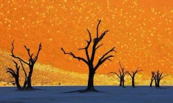 Deadvlei.webp Deadvlei.webp