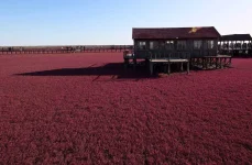 red-beach.webp