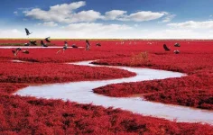 panjin-red-beach-china-20.webp panjin-red-beach-china-20.webp