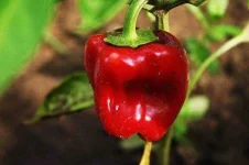 red-pepper-549350_640.webp red-pepper-549350_640.webp