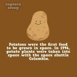 interesting-facts-about-vegetables-81__880.webp
