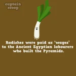 interesting-facts-about-vegetables-121__880.webp