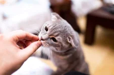 02-train-cat-treats.webp 02-train-cat-treats.webp