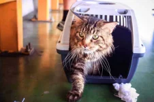 03-train-cat-come-on-command.webp 03-train-cat-come-on-command.webp
