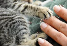 05-train-cat-shake-hands.webp