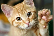 06-train-cat-shake-hands.webp 06-train-cat-shake-hands.webp