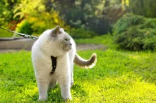 07-train-cat-walk-on-a-leash.webp 07-train-cat-walk-on-a-leash.webp