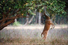 Kanha-national-park.webp Kanha-national-park.webp