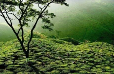 Tea-garden-in-Darjeeling.webp Tea-garden-in-Darjeeling.webp