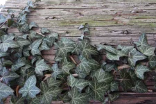 english-ivy-688245_1920-1024x683.webp english-ivy-688245_1920-1024x683.webp