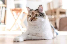 10-baby-wipes-cat.webp 10-baby-wipes-cat.webp