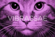 precise-names-vibrasse.webp precise-names-vibrasse.webp