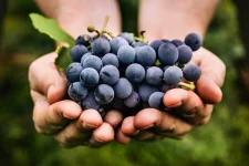 01-food-kills-dogs-grapes.webp