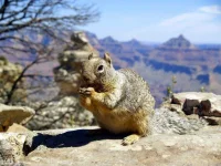 squirrel-50616_1280-1024x768.webp squirrel-50616_1280-1024x768.webp