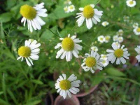 stye-chamomile2.webp stye-chamomile2.webp