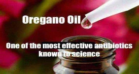 stye-oregano2.webp stye-oregano2.webp