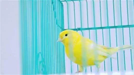 bird-in-a-cage.webp bird-in-a-cage.webp