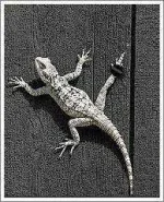 lizard.webp lizard.webp