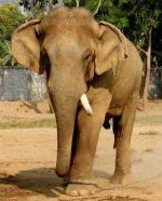 elephant-tied-with-rope.webp