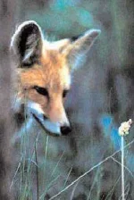 short_stories_foxwhogotcought2.webp short_stories_foxwhogotcought2.webp