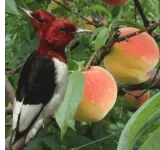 double-headed-bird.webp double-headed-bird.webp
