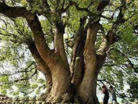 huge-tree.webp huge-tree.webp